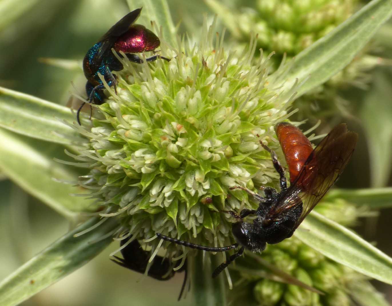 Sphecodes albilabris rubripes  e  Sphecodes sp.